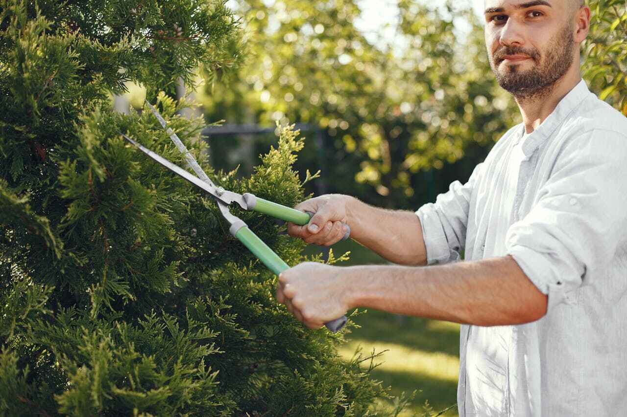 Professional Tree Service in Cherokee, IA